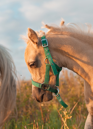 welsh  pony  foal in the pastureの写真素材
