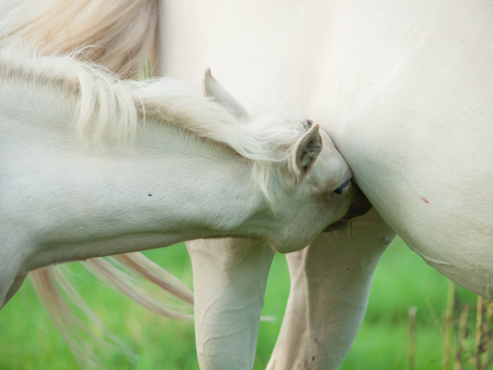  foal eating mom . close upの写真素材