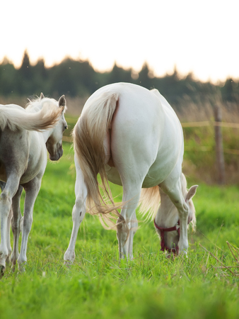 cremello  welsh  pony  foal with mom.の写真素材