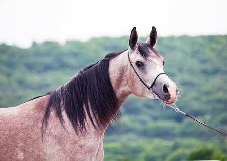 portrait of young arabian mareの写真素材