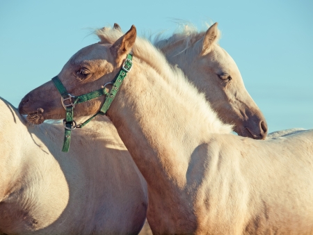 grooming foal at sky backgroundの写真素材