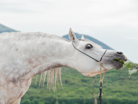portrait of beautiful young white arabian stallionの写真素材