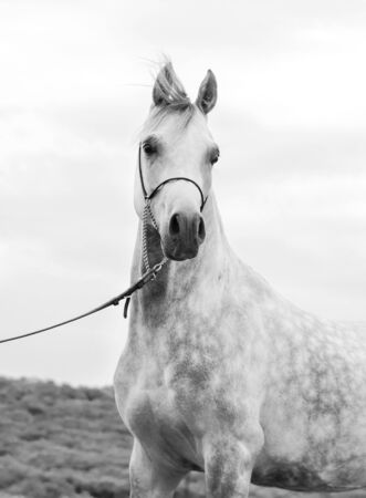portrait of beautiful young white arabian stallionの写真素材