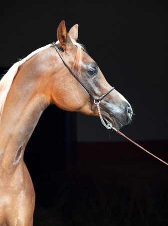 portrait of young arabian filly at black backgroundの写真素材