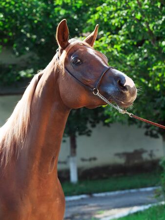 portrait of chestnut arabian fillyの写真素材