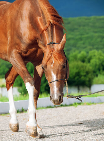 Walking beautiful sorrel  arabian stallionの写真素材