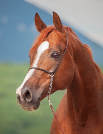 portrait of beautiful sorrel  arabian stallion. close upの写真素材