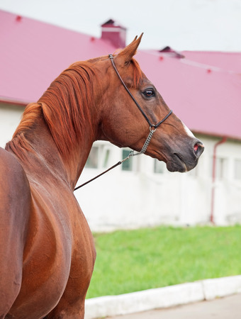 portrait of   sorrel  arab at stableの写真素材