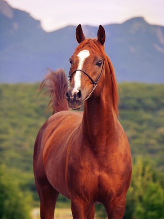 portrait of  racing  sorrel  arabian stallionの写真素材