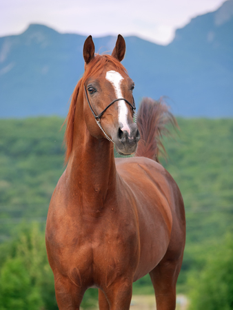 portrait of  racing  sorrel  arabian stallionの写真素材