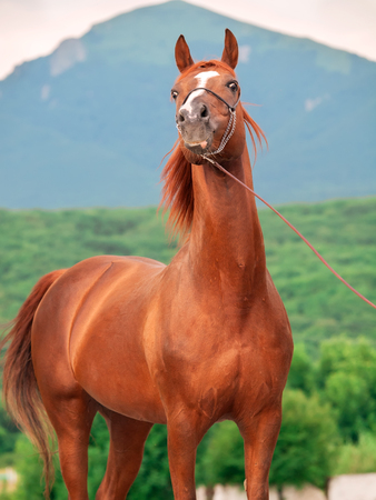 red  arabian stallion in motionの写真素材