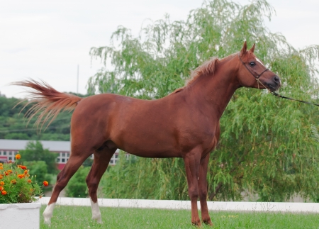 exterior of arabian chestnut  stallion at the mountain の写真素材
