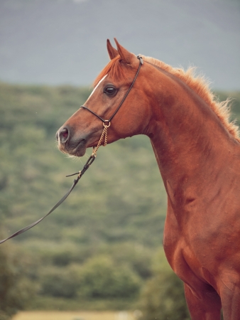 portrait of  show sorrel  arabian stallionの写真素材