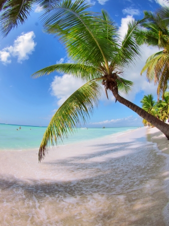tropical beach in Dominican republic  Caribbean seaの写真素材