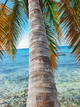 tropical beach in Dominican republic  Caribbean seaの写真素材