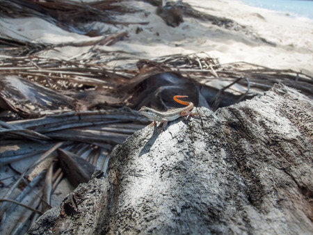 small lizard at rock   Dominican Republic の写真素材