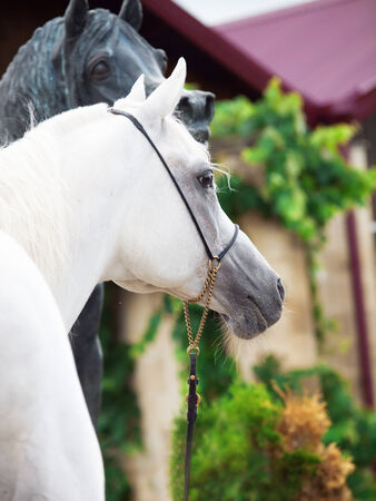 portrait of white arabian stallion with statueの写真素材