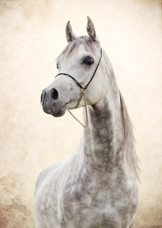 portrait of gray beautiful arabian stallion at art backgroundの写真素材
