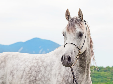 young gray arabian stallionの写真素材