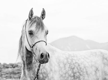 young gray arabian stallionの写真素材
