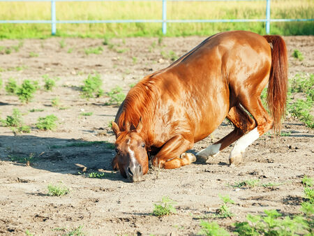  sorrel  arabian  horsenin paddockの写真素材