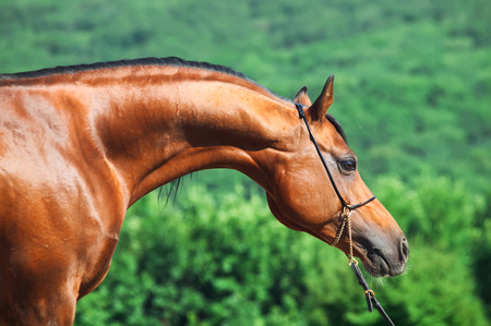portrait of beautiful bay arabian stallionの写真素材
