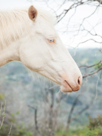 portrait of albino horse の写真素材