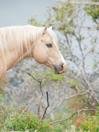 portrait of palomino stallion of quarterhorse breed. の写真素材