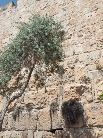 Old City exterior wall, Old City Jerusalem Israelの写真素材