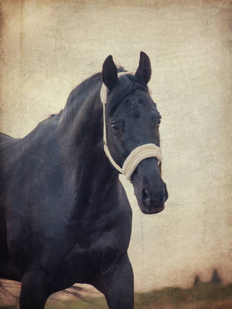 portrait of beautiful black horse at cloudy evening. art tonedの写真素材