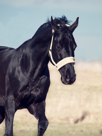  beautiful black breed stallion in spring fieldの写真素材