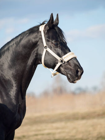 Portrait of  beautiful black breed stallion in spring fieldの写真素材