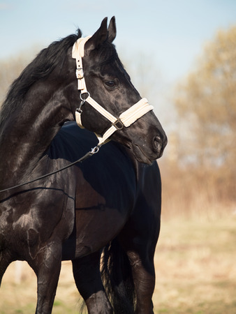 Portrait of  beautiful black breed stallion の写真素材