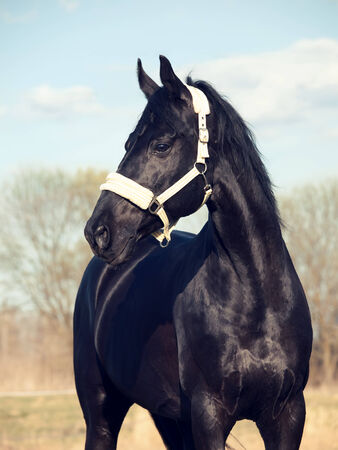 Portrait of  beautiful black breed stallion in spring fieldの写真素材