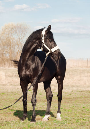  beautiful black breed stallion in spring fieldの写真素材