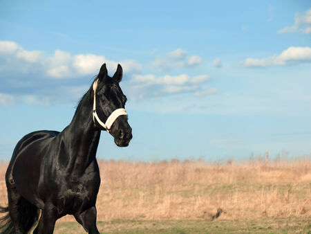 beautiful black breed stallion in spring fieldの写真素材