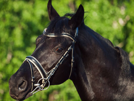 Portrait of  beautiful black breed horse in motion  close upの写真素材