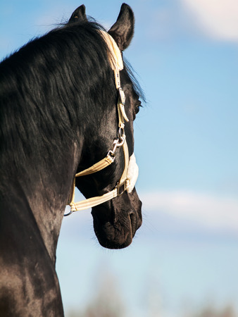 Portrait of  beautiful black breed stallion  close upの写真素材