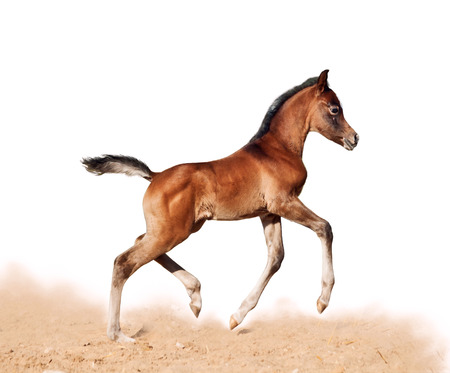  foal little horse baby run trot isolated on whiteの写真素材