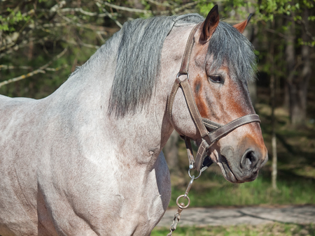 Portrait of Belgian draught horse の写真素材