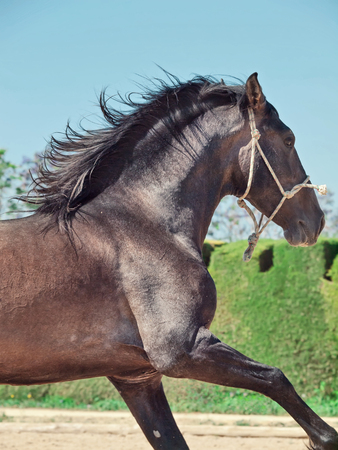 Running Andalusian stallionの写真素材