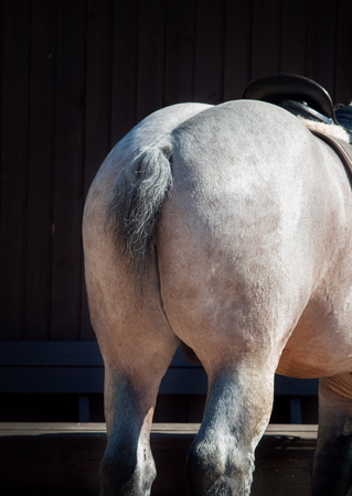 Back view of Belgian draught horse.の写真素材