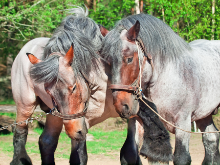 Two fighting brabant stallions. の写真素材