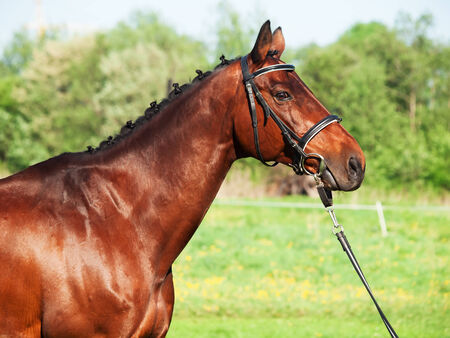 portrait of bay sportive horseの写真素材