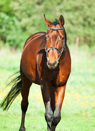  bay sportive horseの写真素材