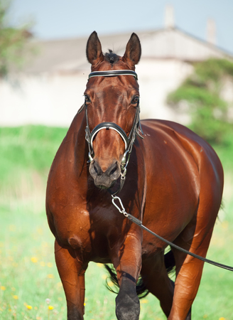 Walking  bay sportive horse on longeの写真素材