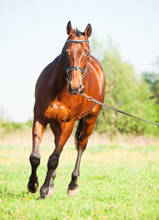 Longeing  bay sportive horse in the spring meadowの写真素材