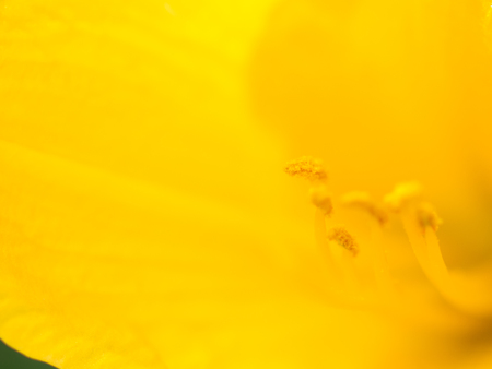Extreme macro shot  Abstract background with pistil and stamen of yellow flowerの写真素材