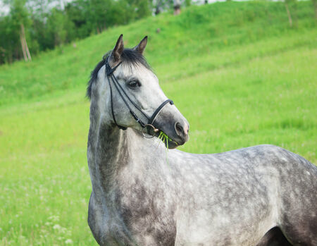 portrait of grey horse in the  green fieldの写真素材