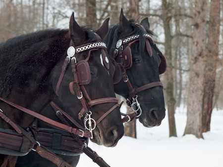 potraits of couple  black  trottersの写真素材